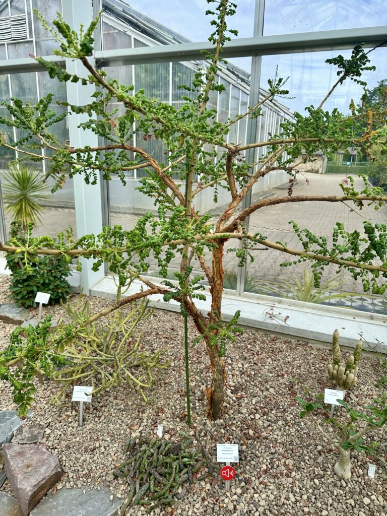 Pflanzenrausch im Botanischen Garten Mainz 🌿