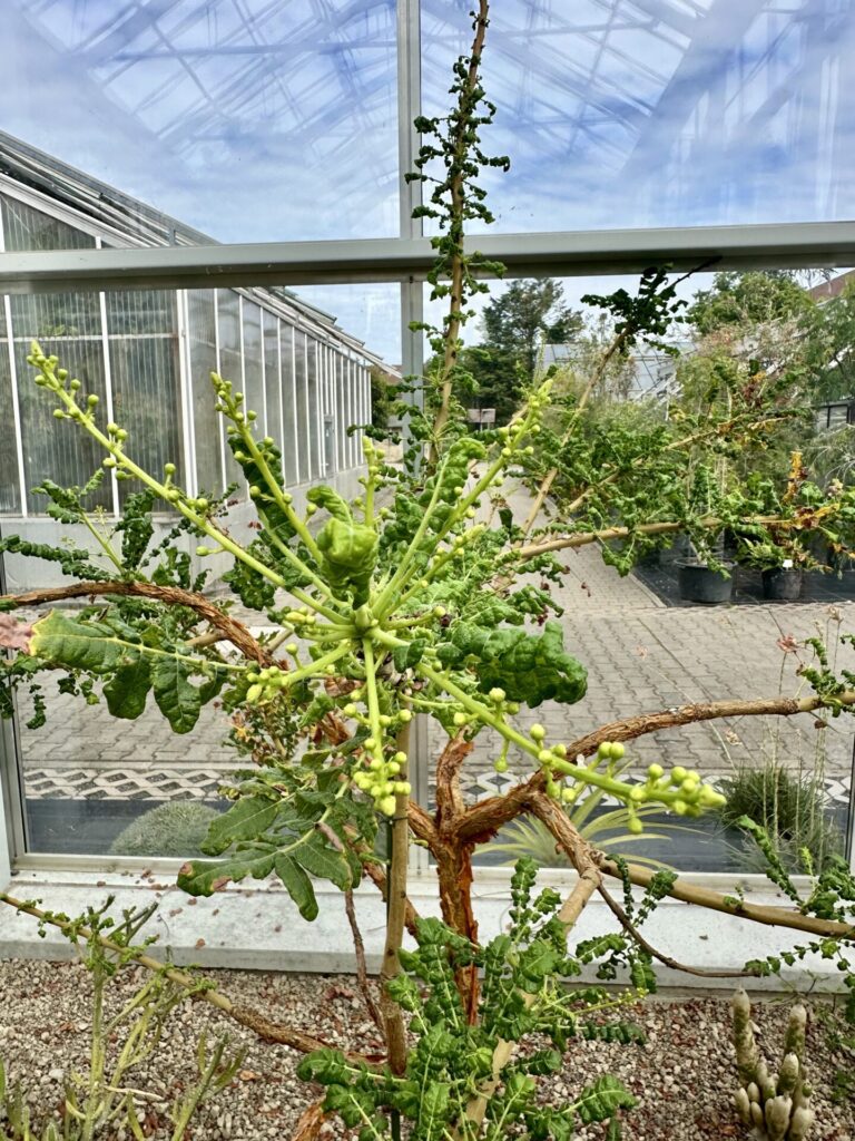 Pflanzenrausch im Botanischen Garten Mainz 🌿