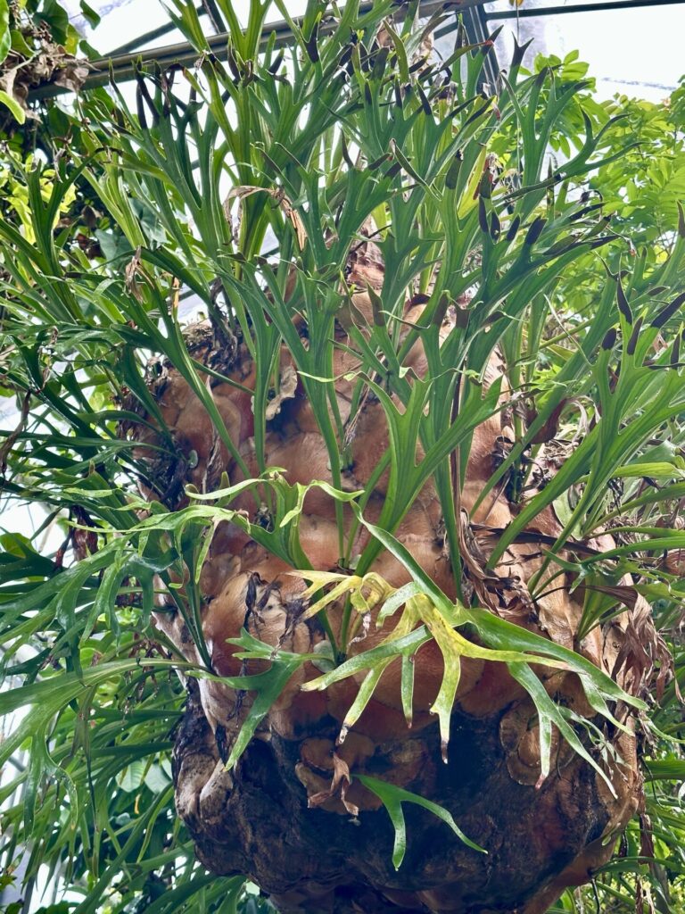 Pflanzenrausch im Botanischen Garten Mainz 🌿