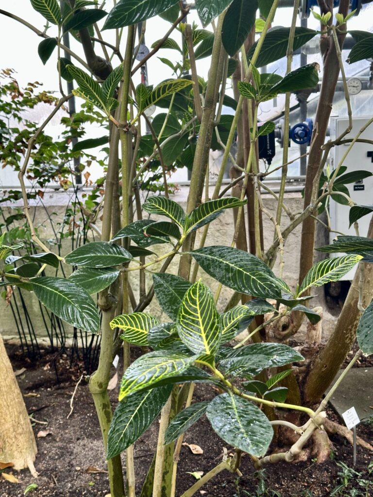 Pflanzenrausch im Botanischen Garten Mainz 🌿