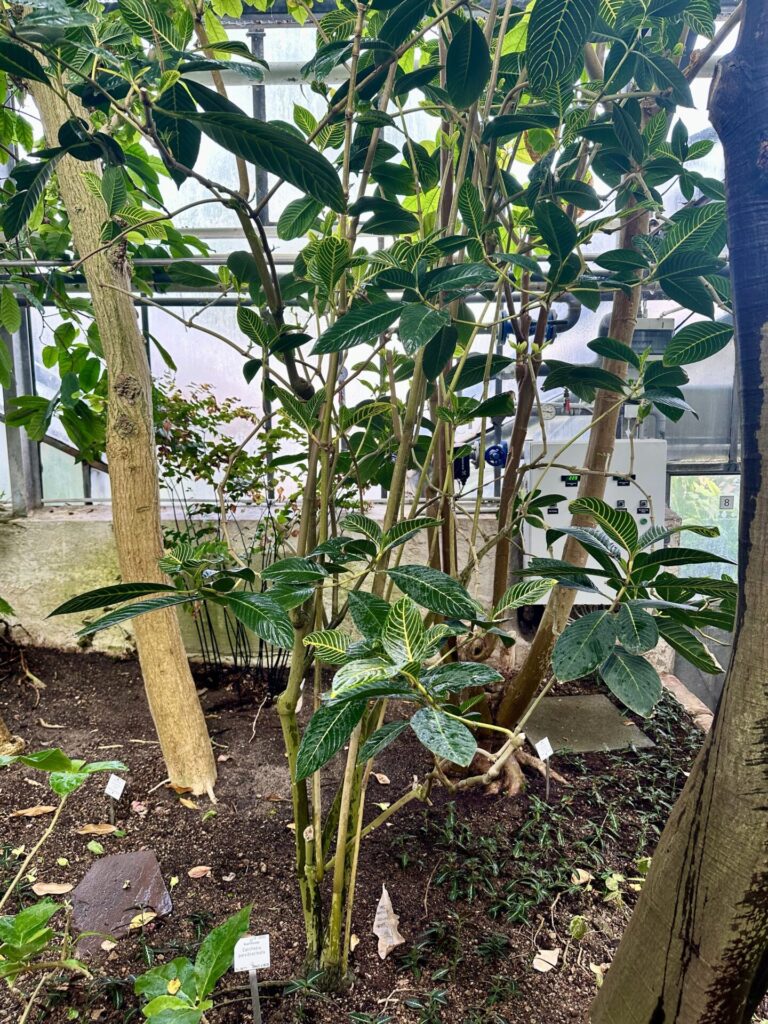 Pflanzenrausch im Botanischen Garten Mainz 🌿
