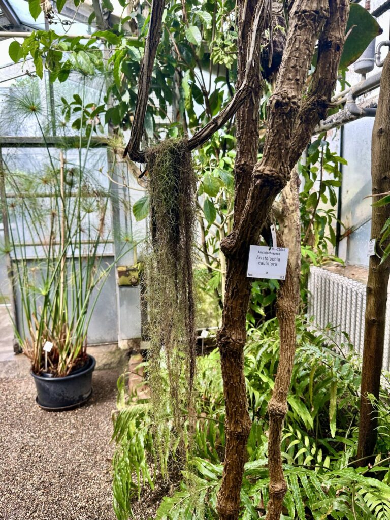 Pflanzenrausch im Botanischen Garten Mainz 🌿