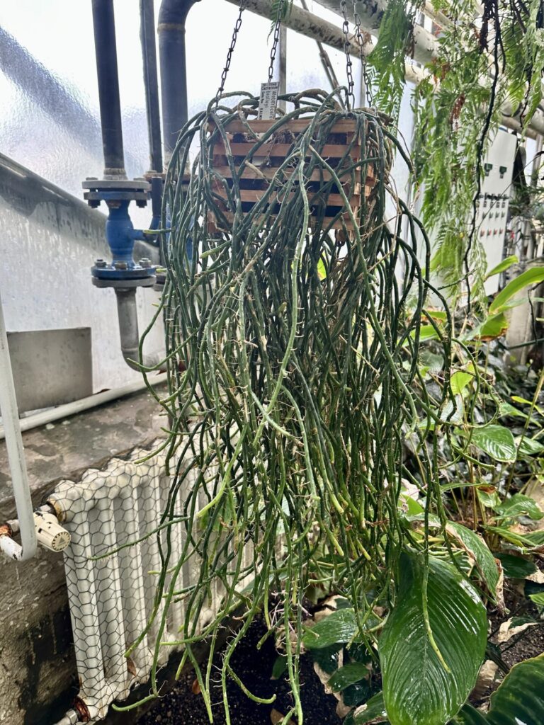 Pflanzenrausch im Botanischen Garten Mainz 🌿