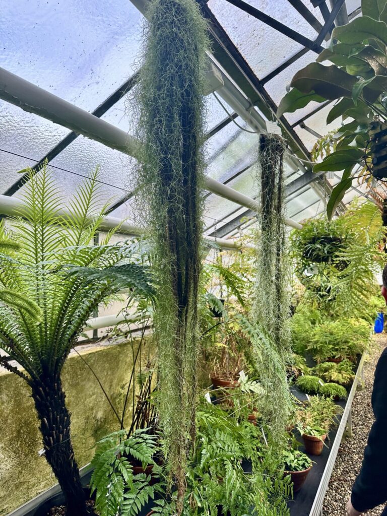 Pflanzenrausch im Botanischen Garten Mainz 🌿