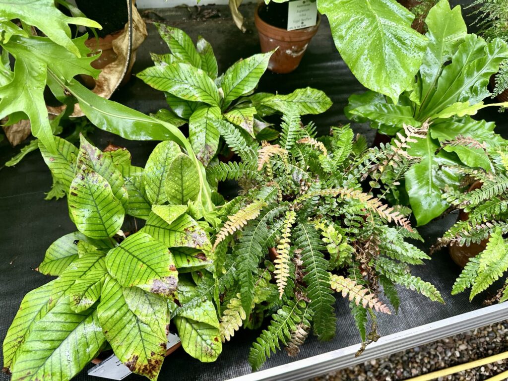 Pflanzenrausch im Botanischen Garten Mainz 🌿