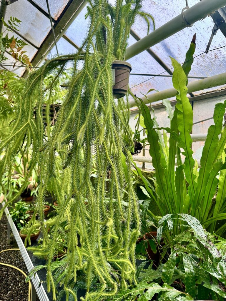 Pflanzenrausch im Botanischen Garten Mainz 🌿