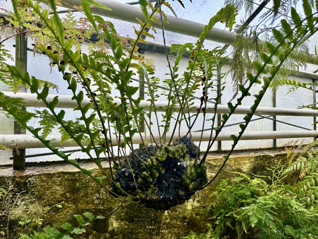 Pflanzenrausch im Botanischen Garten Mainz 🌿