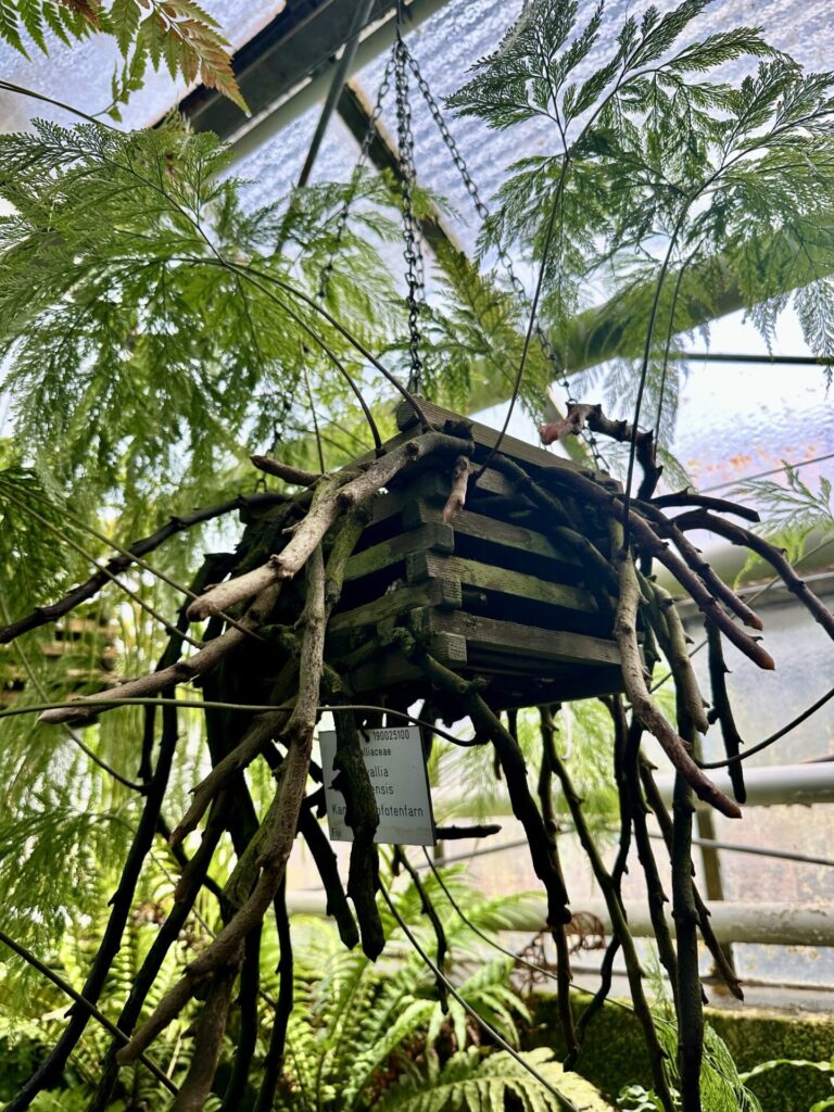 Pflanzenrausch im Botanischen Garten Mainz 🌿