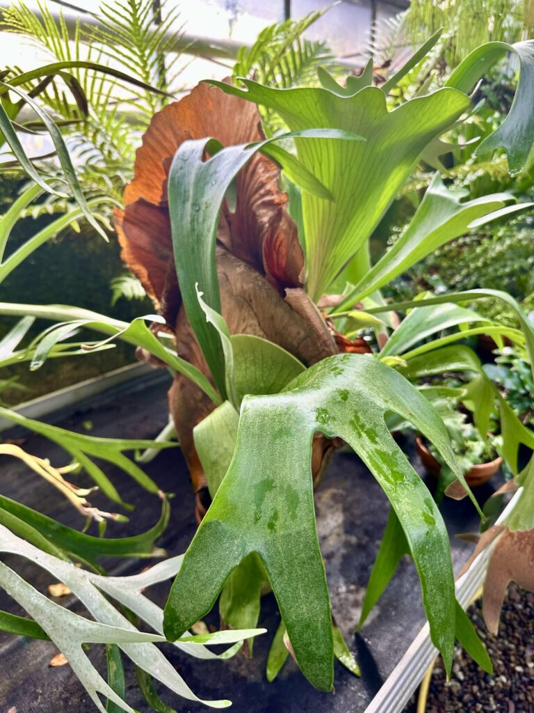 Pflanzenrausch im Botanischen Garten Mainz 🌿