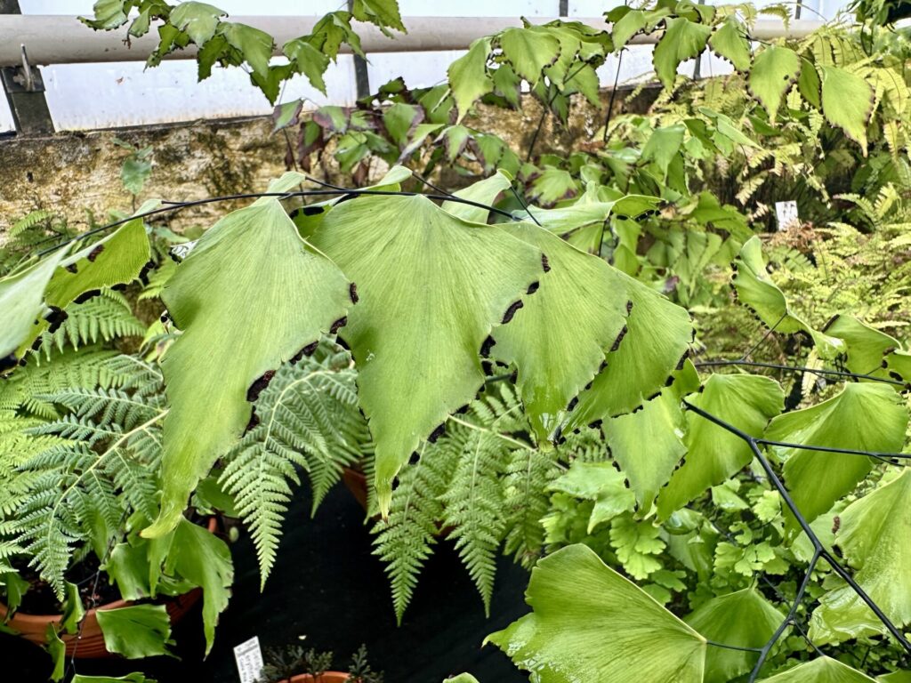 Pflanzenrausch im Botanischen Garten Mainz 🌿