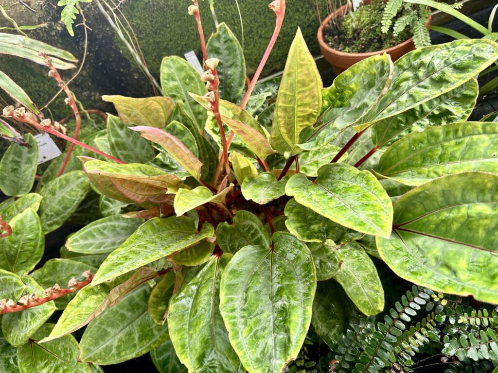 Pflanzenrausch im Botanischen Garten Mainz 🌿