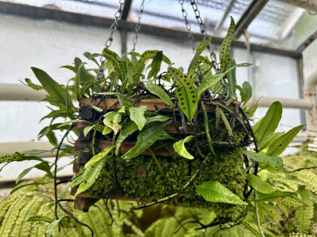 Pflanzenrausch im Botanischen Garten Mainz 🌿