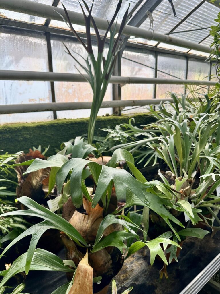 Pflanzenrausch im Botanischen Garten Mainz 🌿