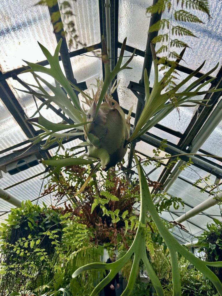 Pflanzenrausch im Botanischen Garten Mainz 🌿