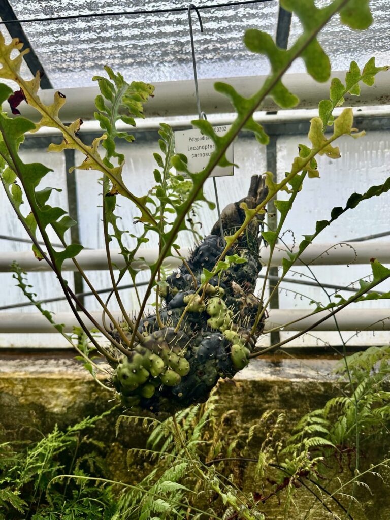 Pflanzenrausch im Botanischen Garten Mainz 🌿