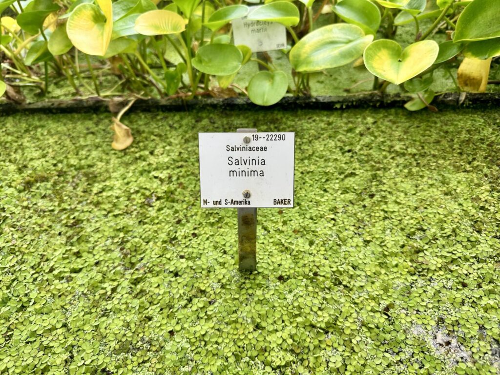 Pflanzenrausch im Botanischen Garten Mainz 🌿