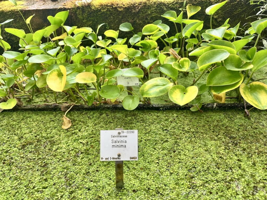Pflanzenrausch im Botanischen Garten Mainz 🌿