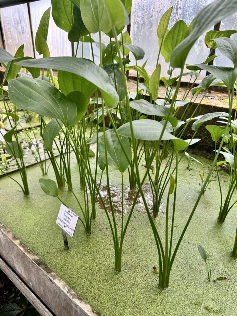 Pflanzenrausch im Botanischen Garten Mainz 🌿