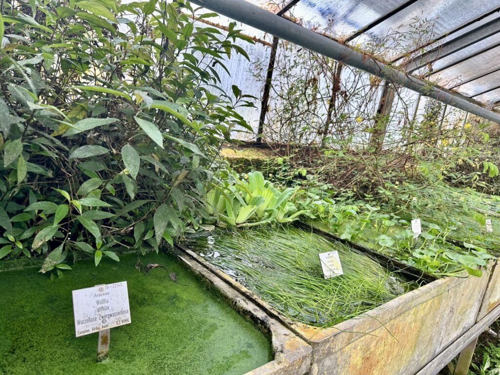 Pflanzenrausch im Botanischen Garten Mainz 🌿