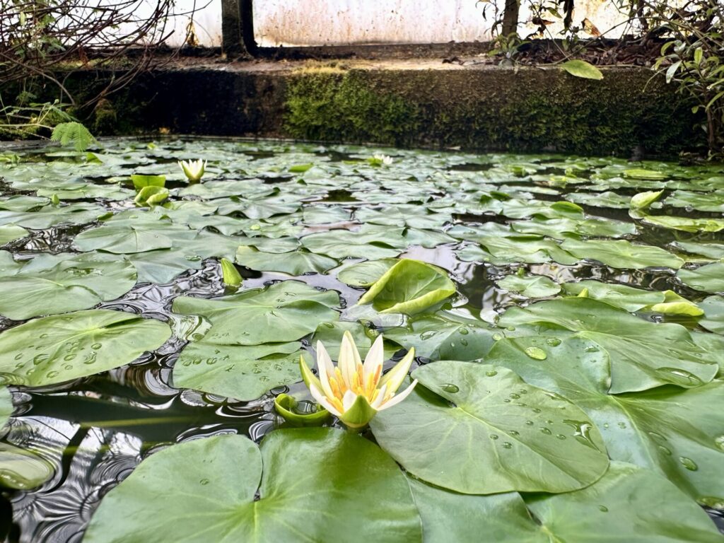 Pflanzenrausch im Botanischen Garten Mainz 🌿