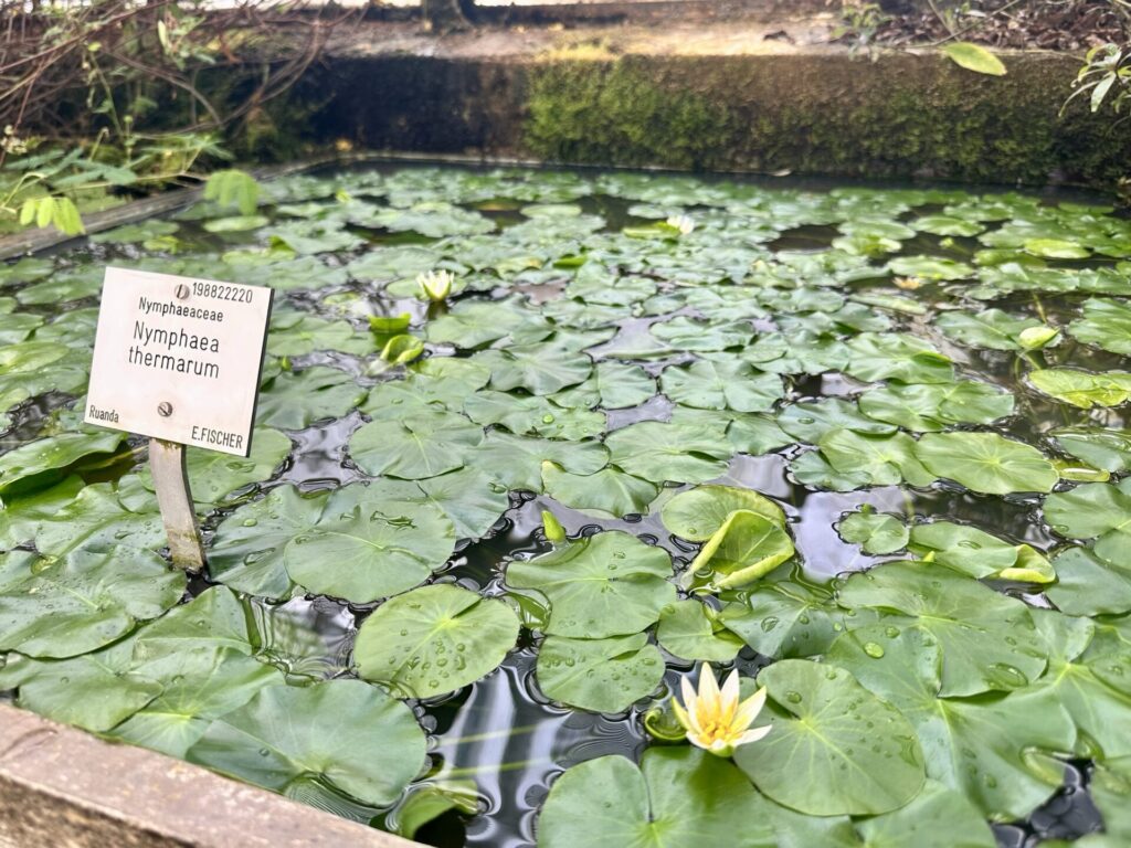 Pflanzenrausch im Botanischen Garten Mainz 🌿