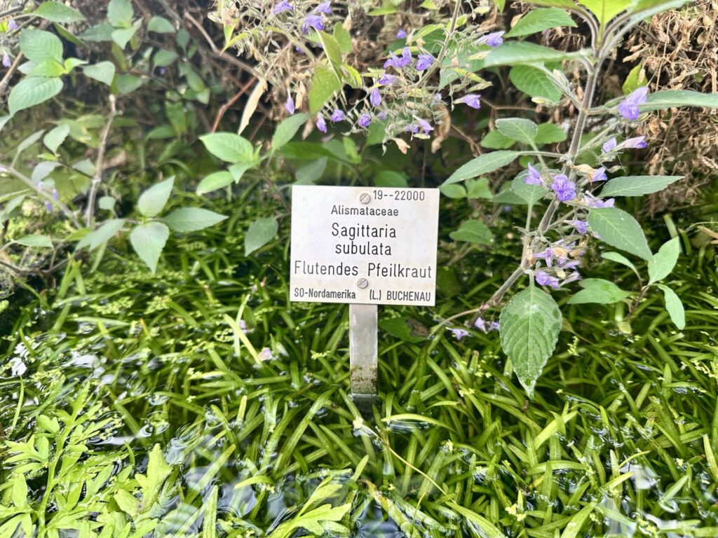 Pflanzenrausch im Botanischen Garten Mainz 🌿