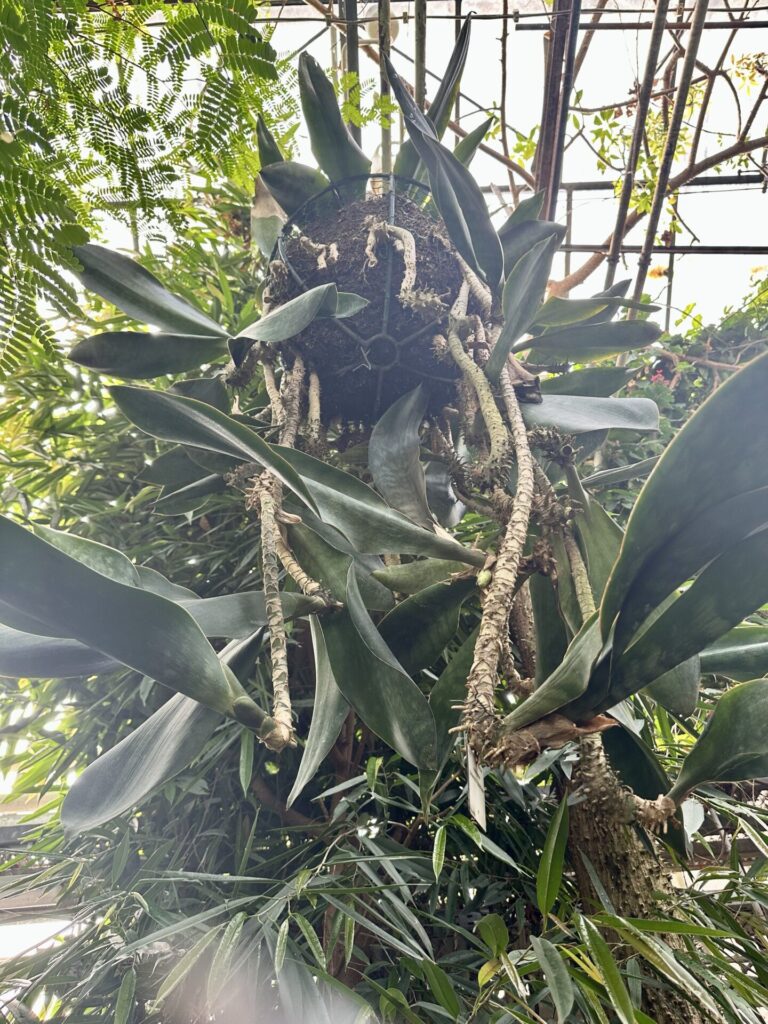 Pflanzenrausch im Botanischen Garten Mainz 🌿