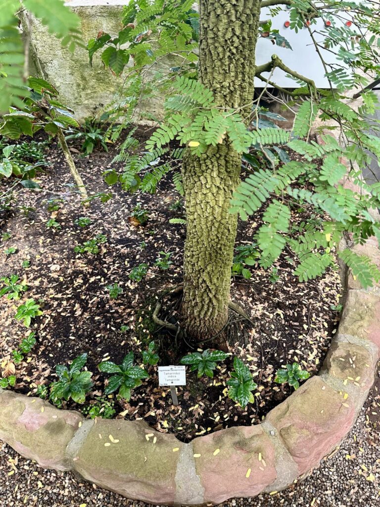 Pflanzenrausch im Botanischen Garten Mainz 🌿