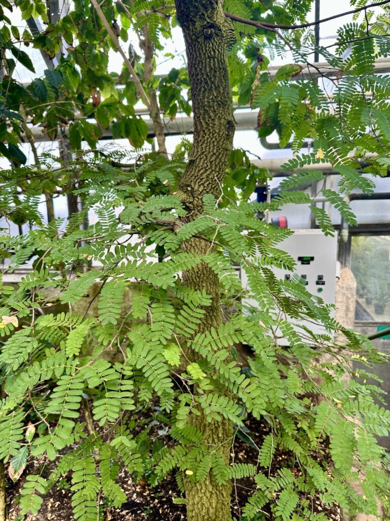 Pflanzenrausch im Botanischen Garten Mainz 🌿