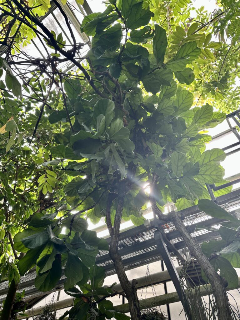 Pflanzenrausch im Botanischen Garten Mainz 🌿