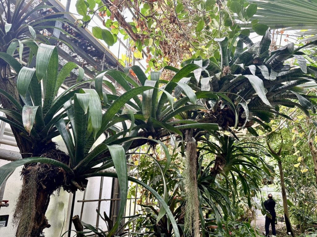 Pflanzenrausch im Botanischen Garten Mainz 🌿