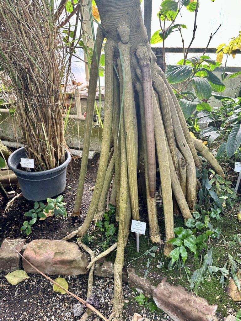 Pflanzenrausch im Botanischen Garten Mainz 🌿
