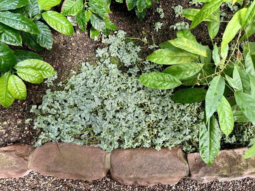 Pflanzenrausch im Botanischen Garten Mainz 🌿