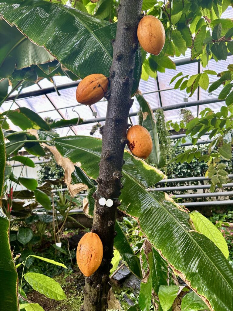 Pflanzenrausch im Botanischen Garten Mainz 🌿