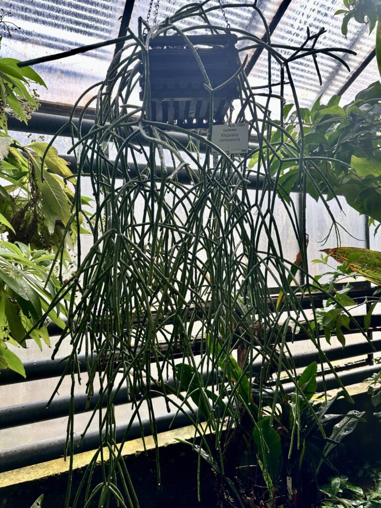 Pflanzenrausch im Botanischen Garten Mainz 🌿