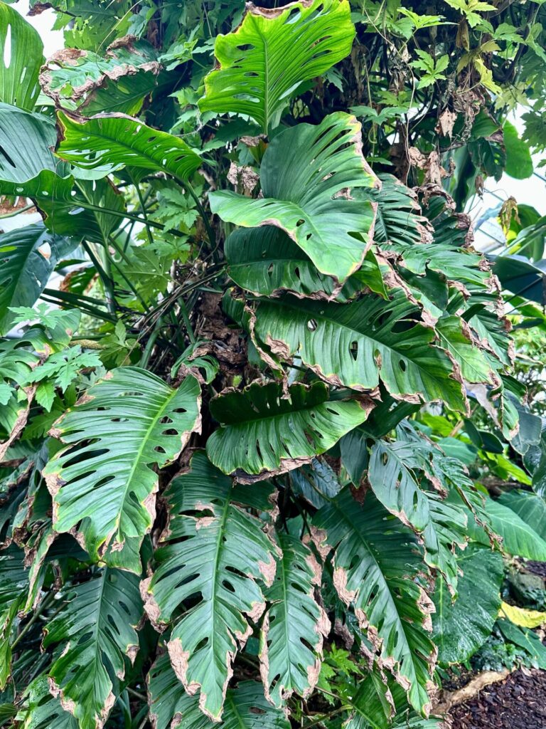 Pflanzenrausch im Botanischen Garten Mainz 🌿