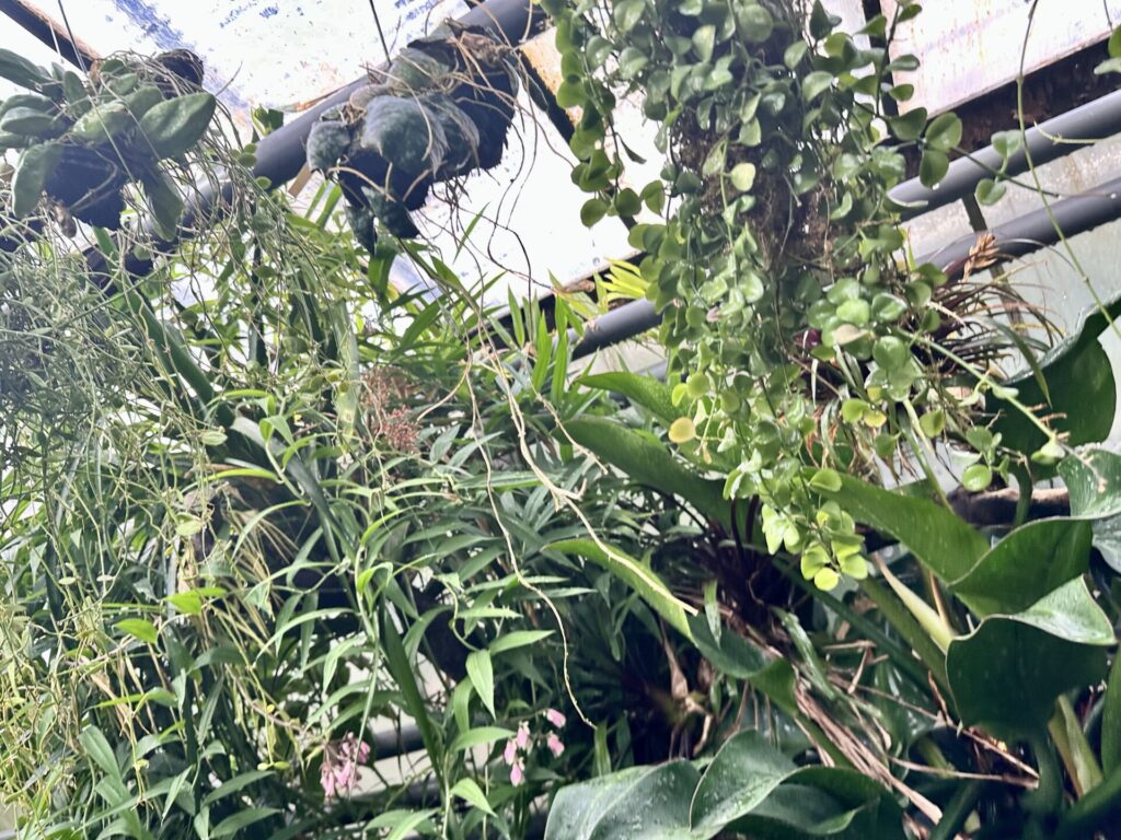 Pflanzenrausch im Botanischen Garten Mainz 🌿