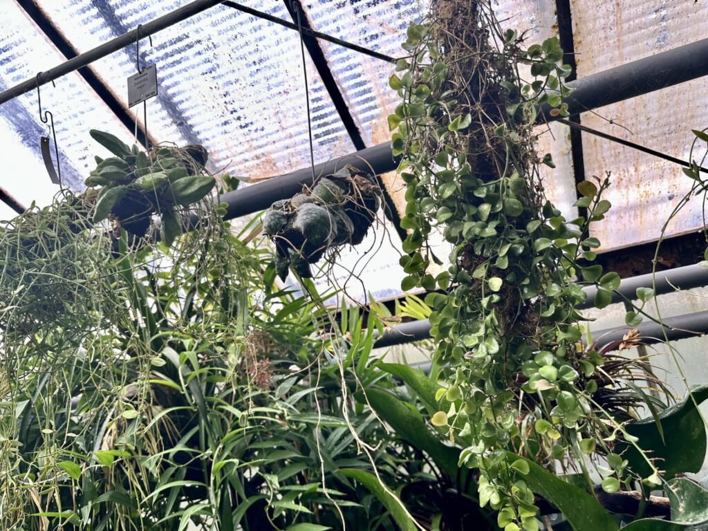 Pflanzenrausch im Botanischen Garten Mainz 🌿