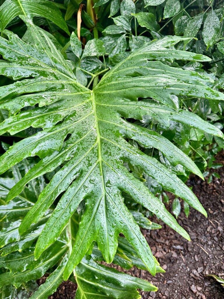 Pflanzenrausch im Botanischen Garten Mainz 🌿