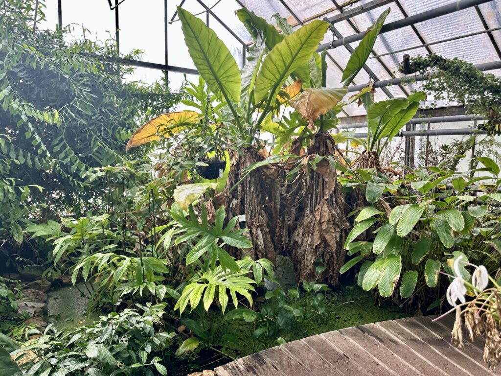 Pflanzenrausch im Botanischen Garten Mainz 🌿