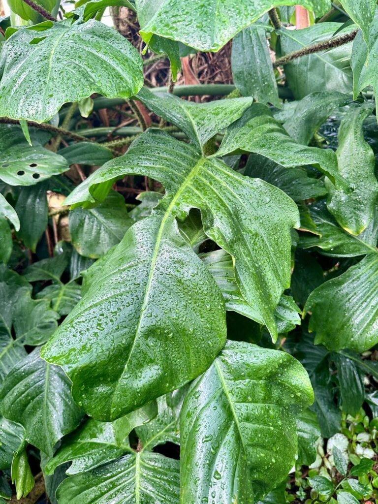 Pflanzenrausch im Botanischen Garten Mainz 🌿