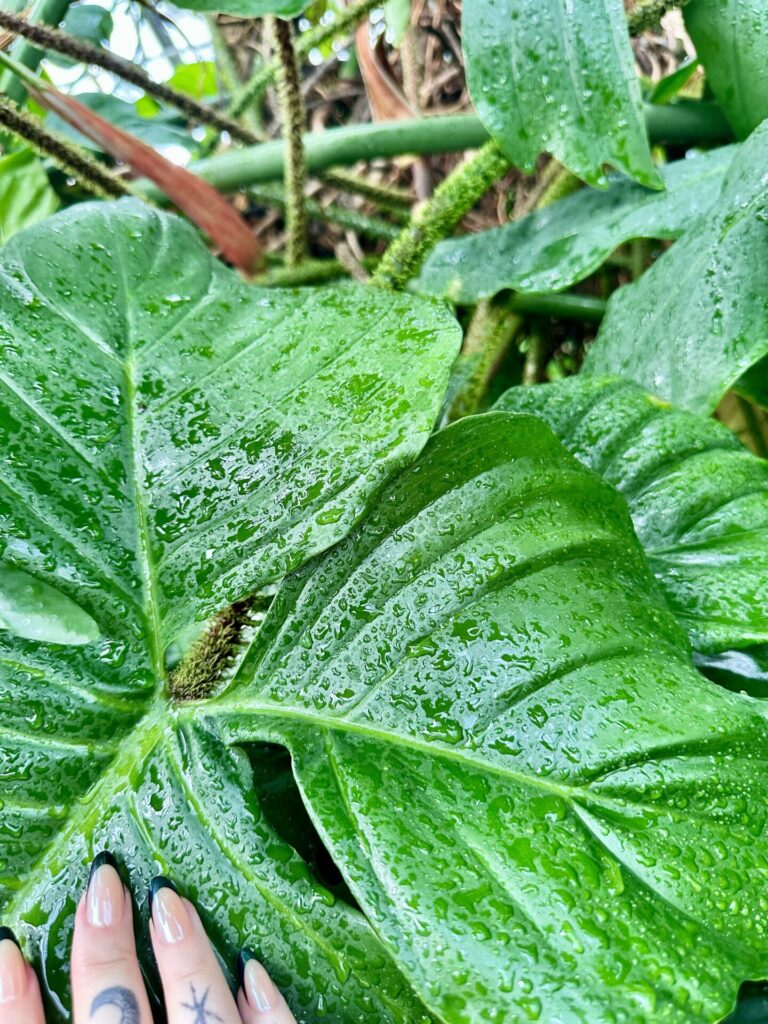 Pflanzenrausch im Botanischen Garten Mainz 🌿