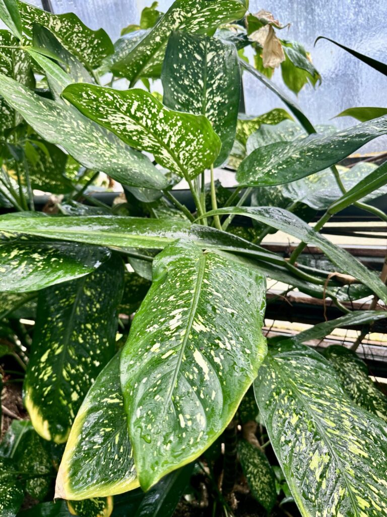 Pflanzenrausch im Botanischen Garten Mainz 🌿