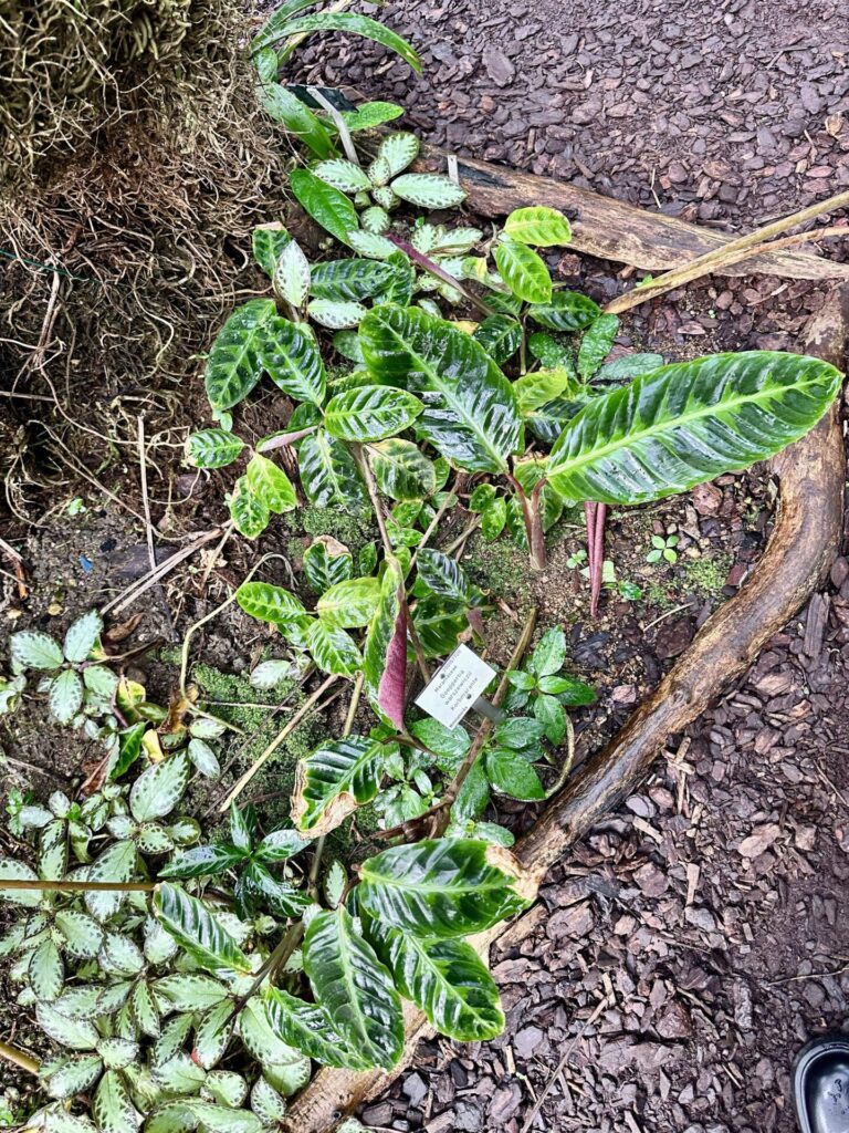 Pflanzenrausch im Botanischen Garten Mainz 🌿