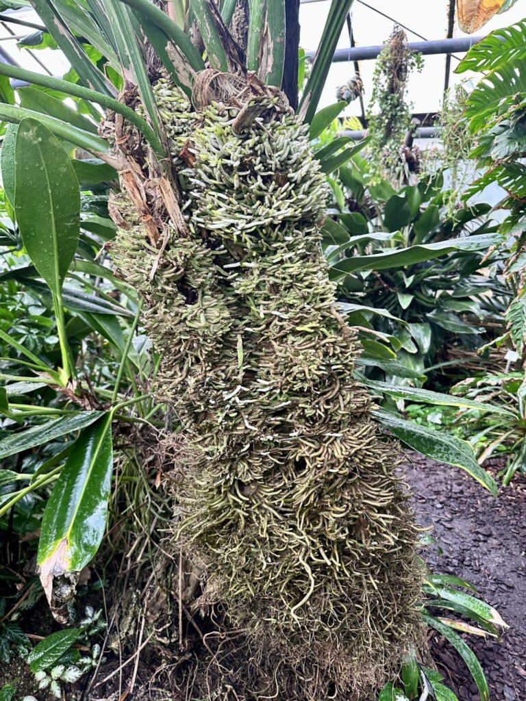 Pflanzenrausch im Botanischen Garten Mainz 🌿