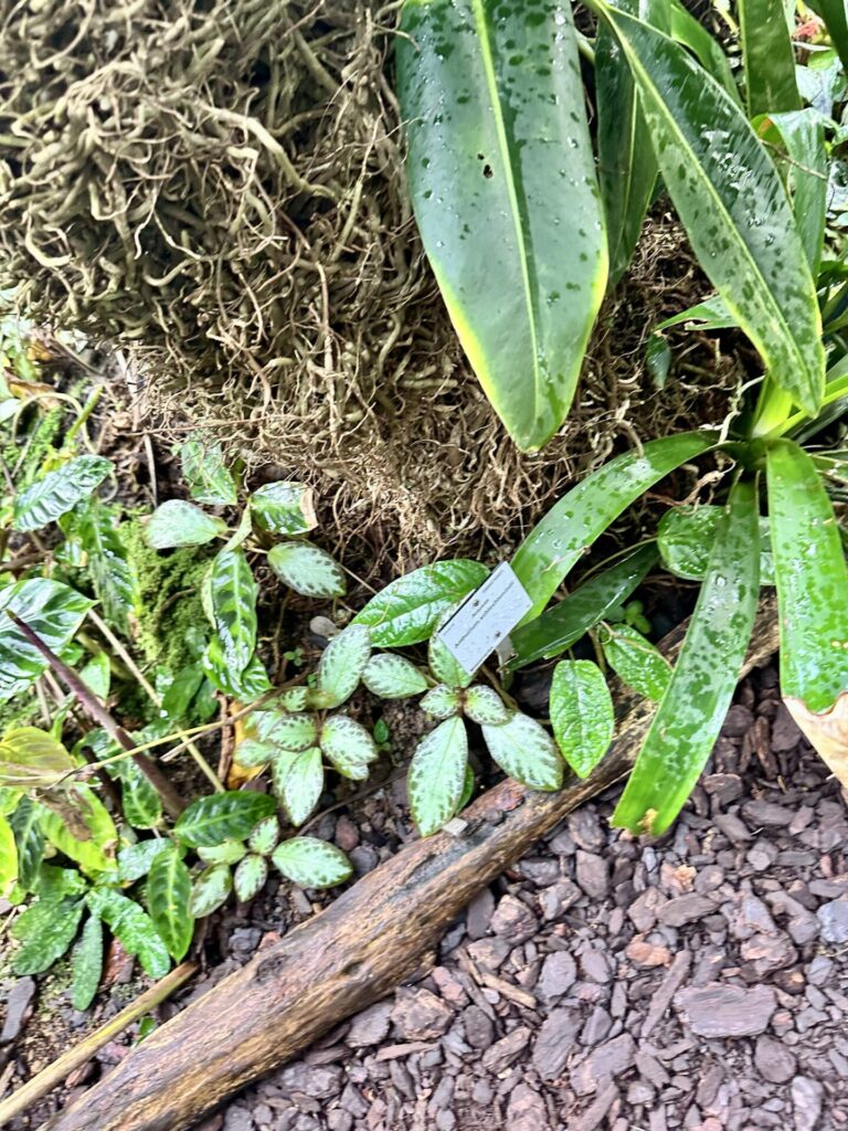 Pflanzenrausch im Botanischen Garten Mainz 🌿