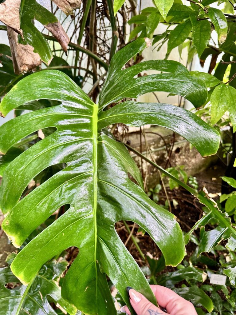 Pflanzenrausch im Botanischen Garten Mainz 🌿