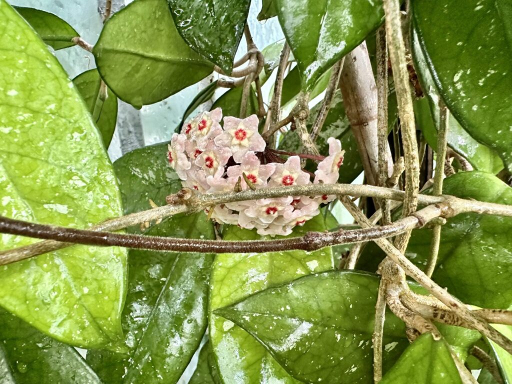 Pflanzenrausch im Botanischen Garten Mainz 🌿