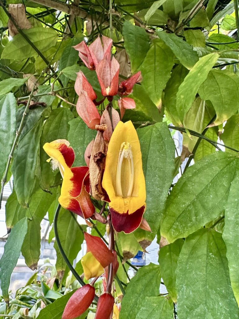 Pflanzenrausch im Botanischen Garten Mainz 🌿