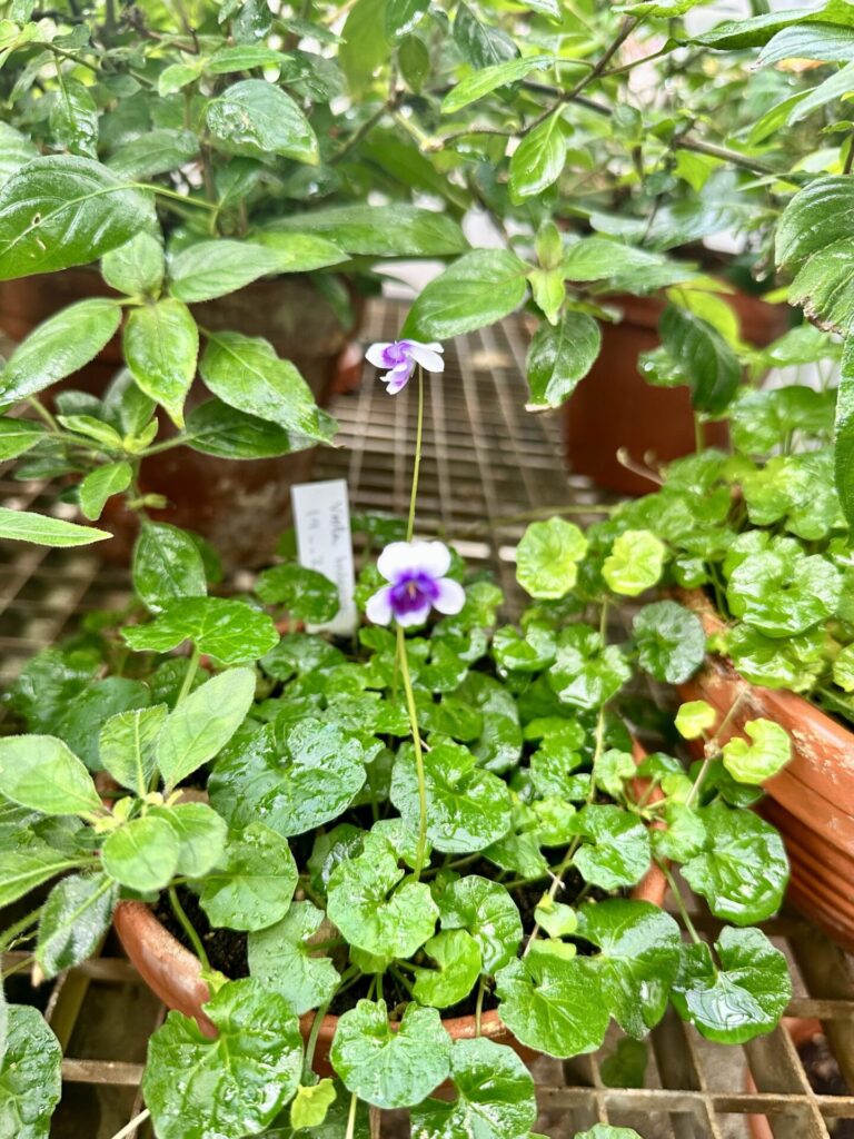 Pflanzenrausch im Botanischen Garten Mainz 🌿